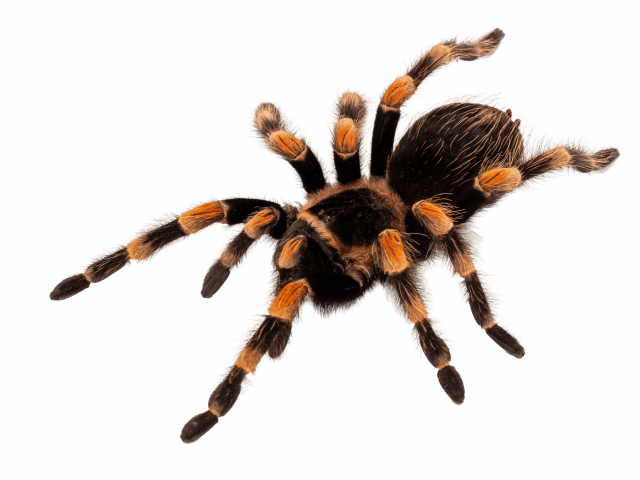 Immagine di un invertebrato