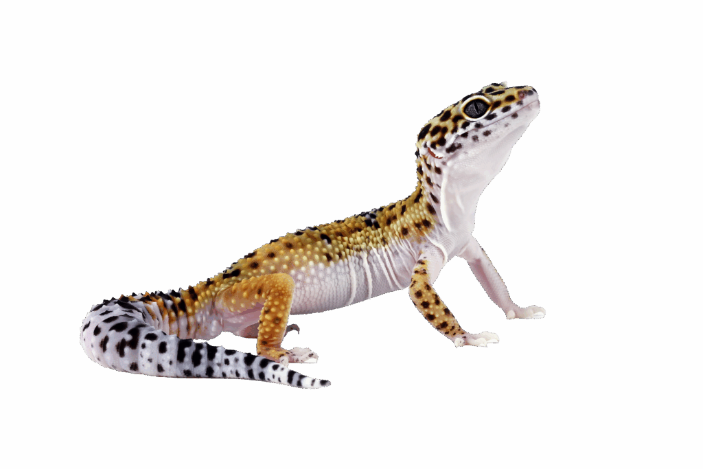 Immagine di un geco leopartino